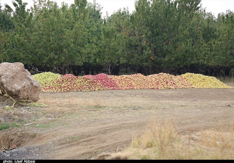 سنگی بزرگ بر سر راه اقتصاد سیب آذربایجان غربی+تصاویر