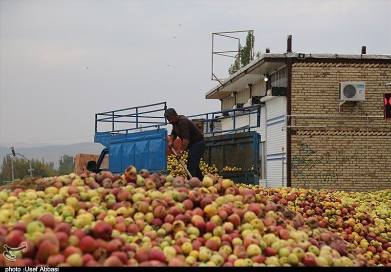 زیرساخت‌های جمع آوری سیب صنعتی در ارومیه فراهم نیست+ تصاویر