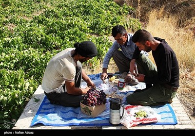 پخت شیره - اراک