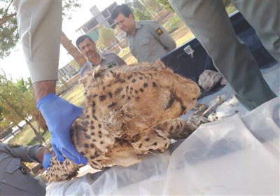 کشف لاشه یوزپلنگ در راور کرمان