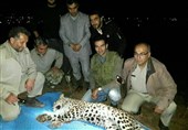 "پلنگ گلوگاه" چگونه از مرگ حتمی نجات یافت + جزئیات زندهگیری و رهاسازی