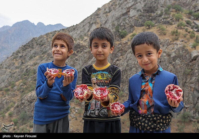 کردستان| نخستین جشنواره انار اورامان به روایت تصویر