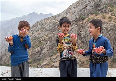 اولین جشنواره انار هورامان - کردستان 