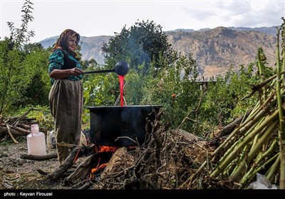 برداشت یاقوت سرخ در هورامان - کردستان 