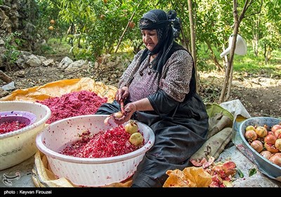 برداشت یاقوت سرخ در هورامان - کردستان 