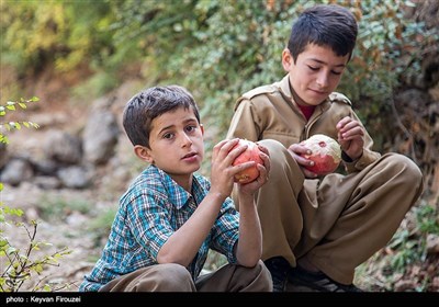 برداشت یاقوت سرخ در هورامان - کردستان 