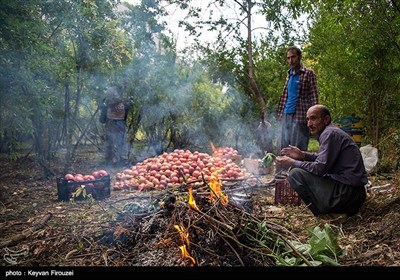 برداشت یاقوت سرخ در هورامان - کردستان 