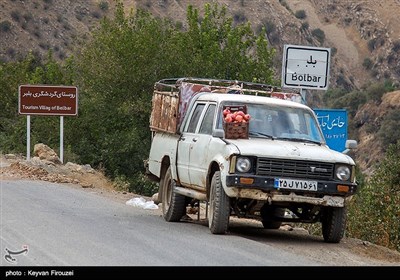 برداشت یاقوت سرخ در هورامان - کردستان