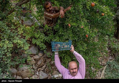 برداشت یاقوت سرخ در هورامان - کردستان 