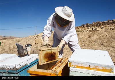 زنبورداری در خراسان شمالی