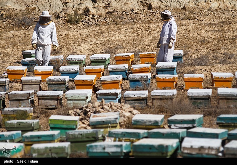 &quot;کردستان&quot; قطب تولید عسل مرغوب ایران؛ عزم‌ِجزمِ تولیدکنندگان عسل برای رونق تولید داخلی