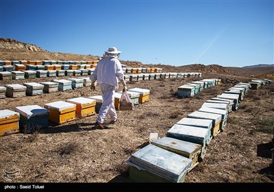 زنبورداری در خراسان شمالی 