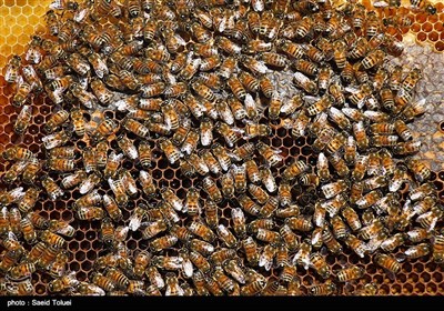 زنبورداری در خراسان شمالی