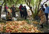 Pomegranate Festival Held in Iranian Northern Village
