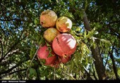 Pomegranate Festival Held in Iranian Northern Village