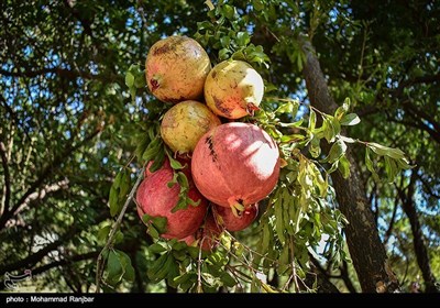  جشنواره انار در روستای انبوه رودبار