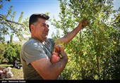 Pomegranate Festival Held in Iranian Northern Village
