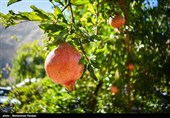 Pomegranate Festival Held in Iranian Northern Village