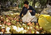 Pomegranate Festival Held in Iranian Northern Village