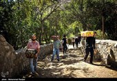 Pomegranate Festival Held in Iranian Northern Village
