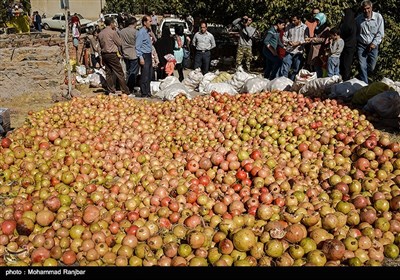 Pomegranate Festival Held in Iranian Northern Village