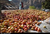 Pomegranate Festival Held in Iranian Northern Village