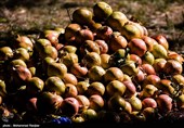 Pomegranate Festival Held in Iranian Northern Village