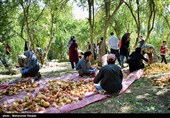 Pomegranate Festival Held in Iranian Northern Village