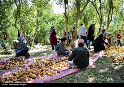  جشنواره انار در روستای انبوه رودبار