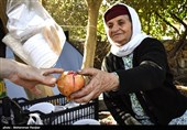 Pomegranate Festival Held in Iranian Northern Village