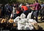 Pomegranate Festival Held in Iranian Northern Village