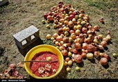 Pomegranate Festival Held in Iranian Northern Village