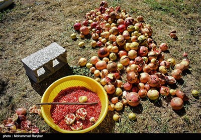  جشنواره انار در روستای انبوه رودبار