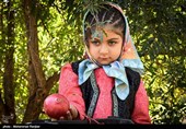 Pomegranate Festival Held in Iranian Northern Village