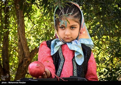 Pomegranate Festival Held in Iranian Northern Village