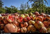Pomegranate Festival Held in Iranian Northern Village