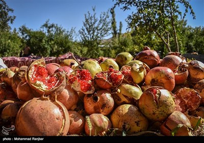  جشنواره انار در روستای انبوه رودبار