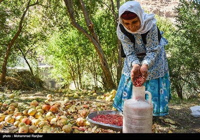  جشنواره انار در روستای انبوه رودبار