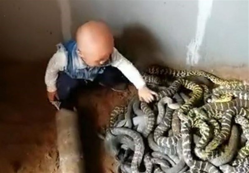 Daredevil Toddler Handles Nest of Snakes before Even Could Talk (+Video)