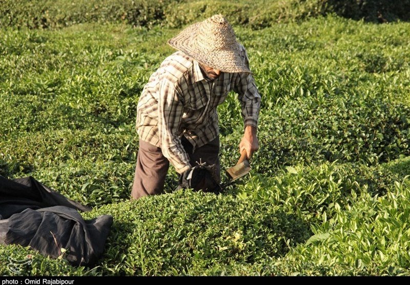 آغاز چین پاییزه برگ سبز چای در گیلان به روایت تصویر