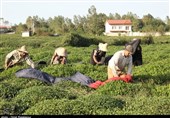 مطالبات گیلانی‌ها از رئیس جمهور|‌ حمایت دولت از صنعت چای به خوبی ادامه پیدا کند
