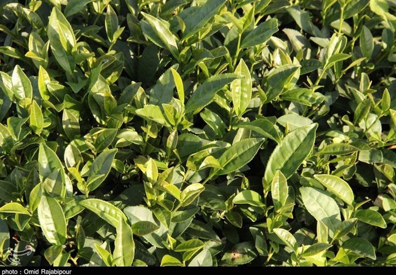 تولید و صادرات چای هند کاهش یافت