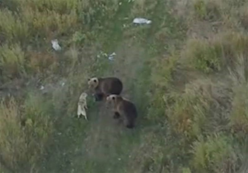 Drone Footage Captures Friendship between Dog, Family of Bears in Russia (+Video)