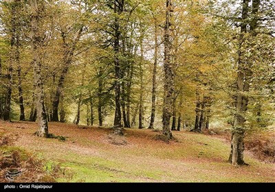 طبیعت پاییزی -گیلان