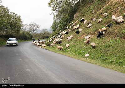 طبیعت پاییزی -گیلان