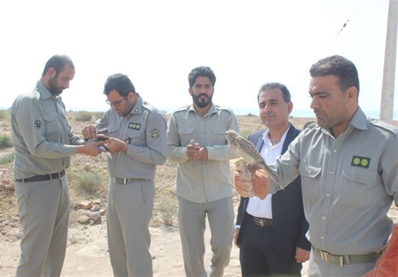 7 پرنده دلیجه و قمری در طبیعت استان بوشهر رهاسازی شد