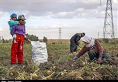 کردستان|برداشت سیب زمینی از مزارع دهگلان به روایت تصویر