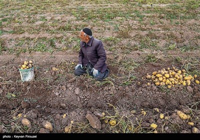 برداشت سیب زمینی در دهگلان - کردستان