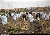 برداشت سیب‌زمینی در استان کرمانشاه سبب کاهش قیمت در کشور می‌شود
