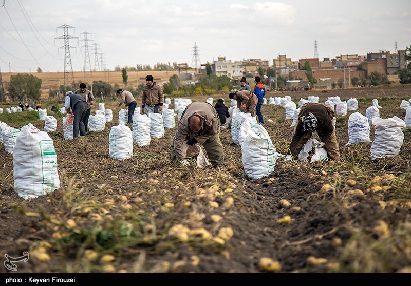 برداشت سیب‌زمینی در استان کرمانشاه سبب کاهش قیمت در کشور می‌شود